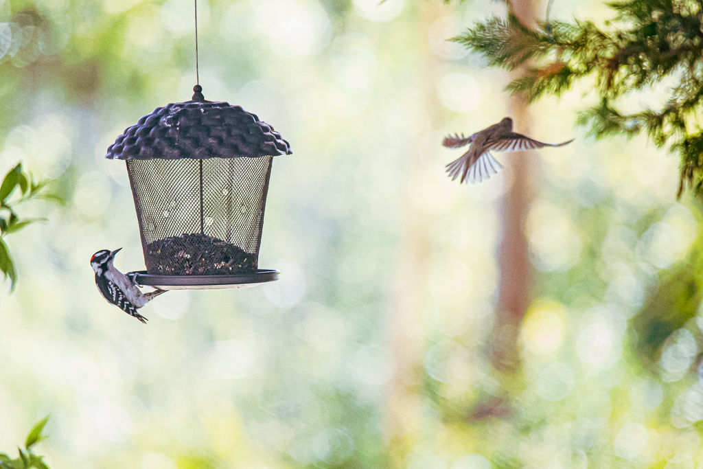 Backyard Birds NH-1360.jpg